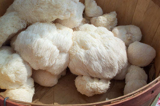 The Ultimate Brain Boost: Lion's Mane Mushroom